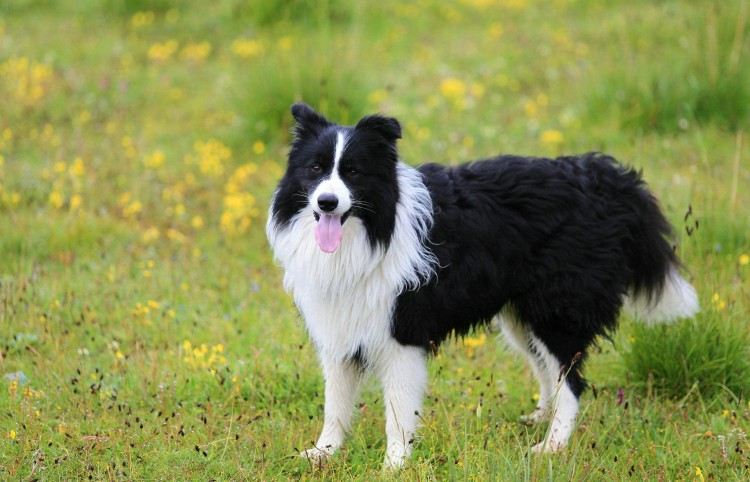 世界上智商最高的边境牧羊犬，你想养可以知道这些