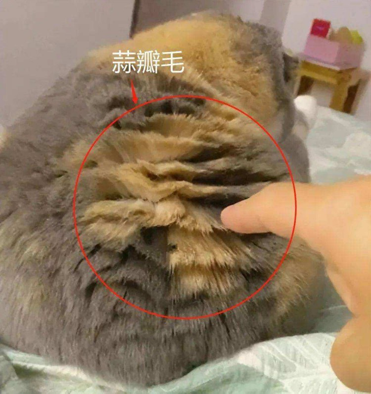 实话实说一只猫如果这些特征证明主人养得好