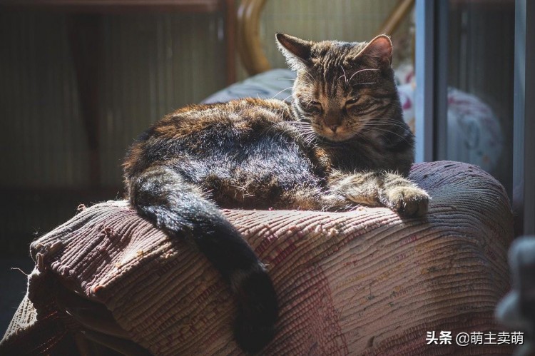 刚养小猫的你关于宠物猫咪驱虫的那些事你都会了吗