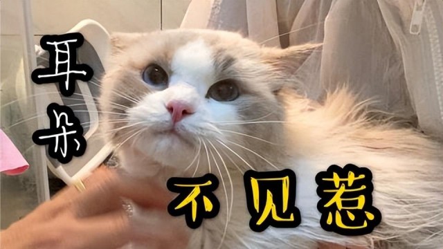 布偶猫的耳朵是白色的，品相是不是不好？