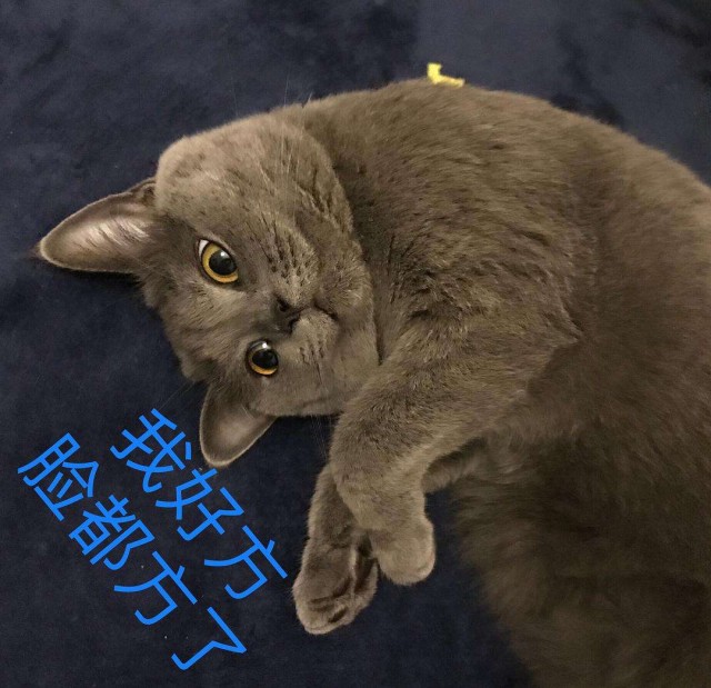 为什么蓝猫的价格如此“低迷”？这就是原来的问题