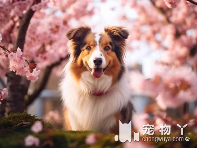 博美犬的性格和特点？