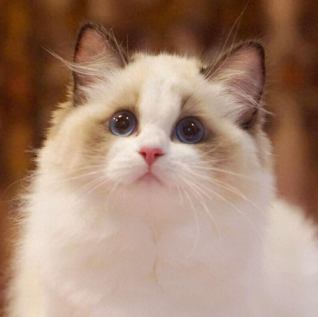 可爱宠物赏析：猫中贵族-布偶猫，超软可爱哦